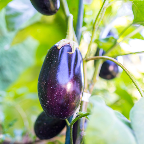 Long Purple Eggplant Seeds