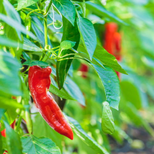 Sweet Italian Pepperoncini Pepper Seeds
