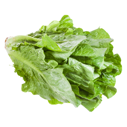 Paris Island Romaine Seeds