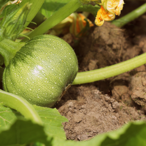 Round Zucchini