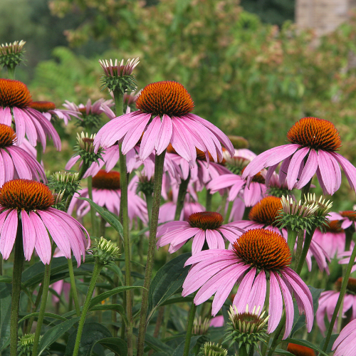 Echinacea Purple Coneflower Seeds