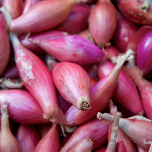 Red Torpedo Onion Seeds