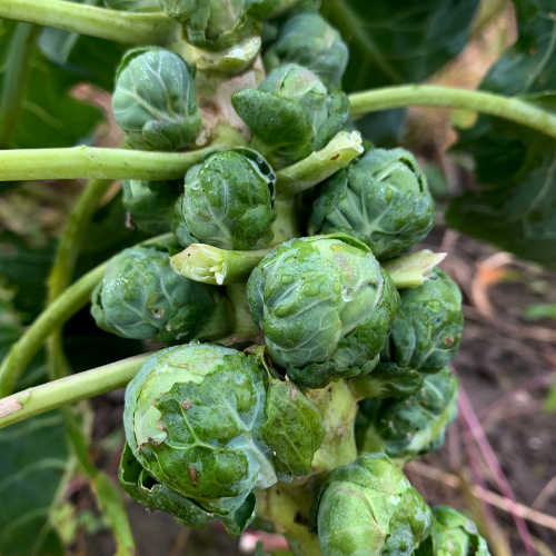 Long Island Brussels Sprouts Seeds