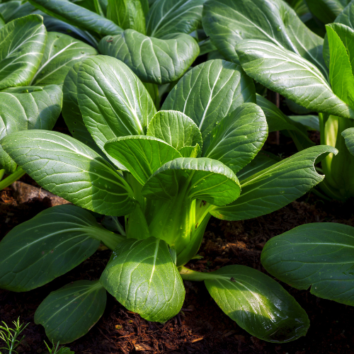 White Stem Pak Choi Cabbage Seeds