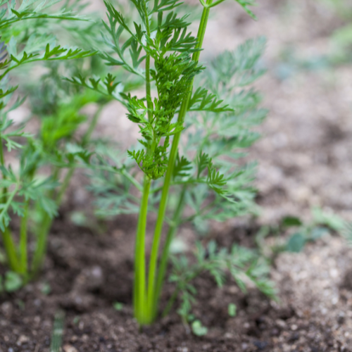 Danvers Carrot Seeds