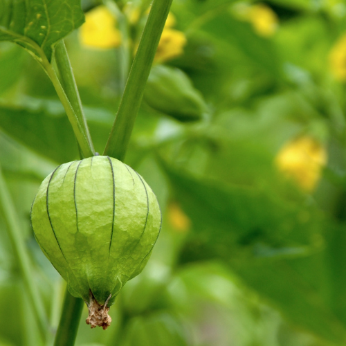 Grande Rio Verde Tomatillo Seeds