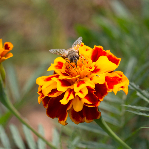 Bonanza Bee Marigold Seeds