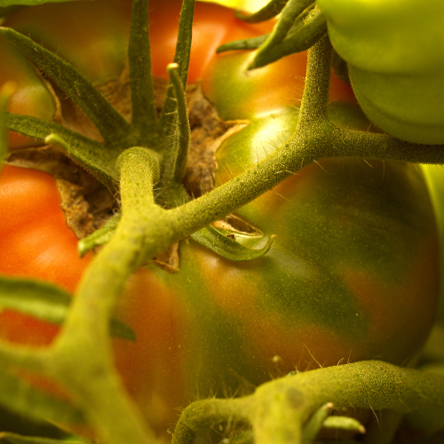 Beefsteak Tomato Seeds