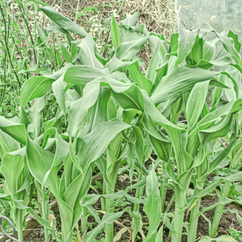 Early Sunglow Hybrid Corn Seeds
