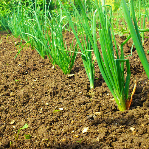 Red Creole Red Onion Seeds