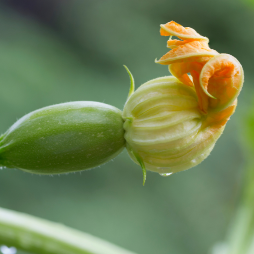 Winter Spaghetti Squash Seeds