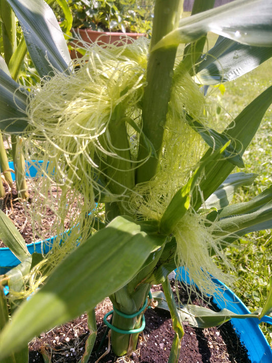Early Sunglow Hybrid Corn Seeds
