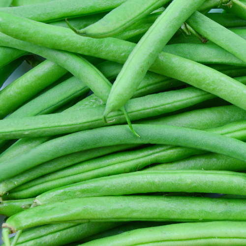 Contender Bush Bean Seeds