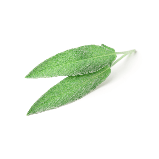 Sage Seeds