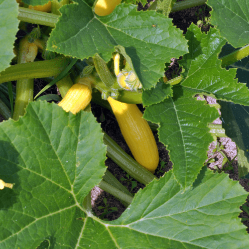 Summer Yellow Squash Seeds