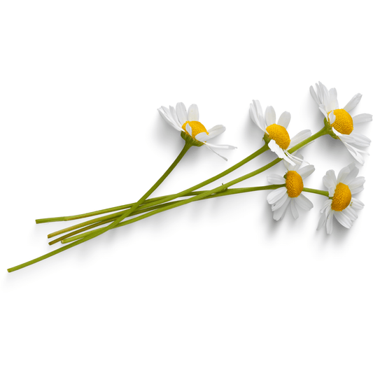 Chamomile Seeds