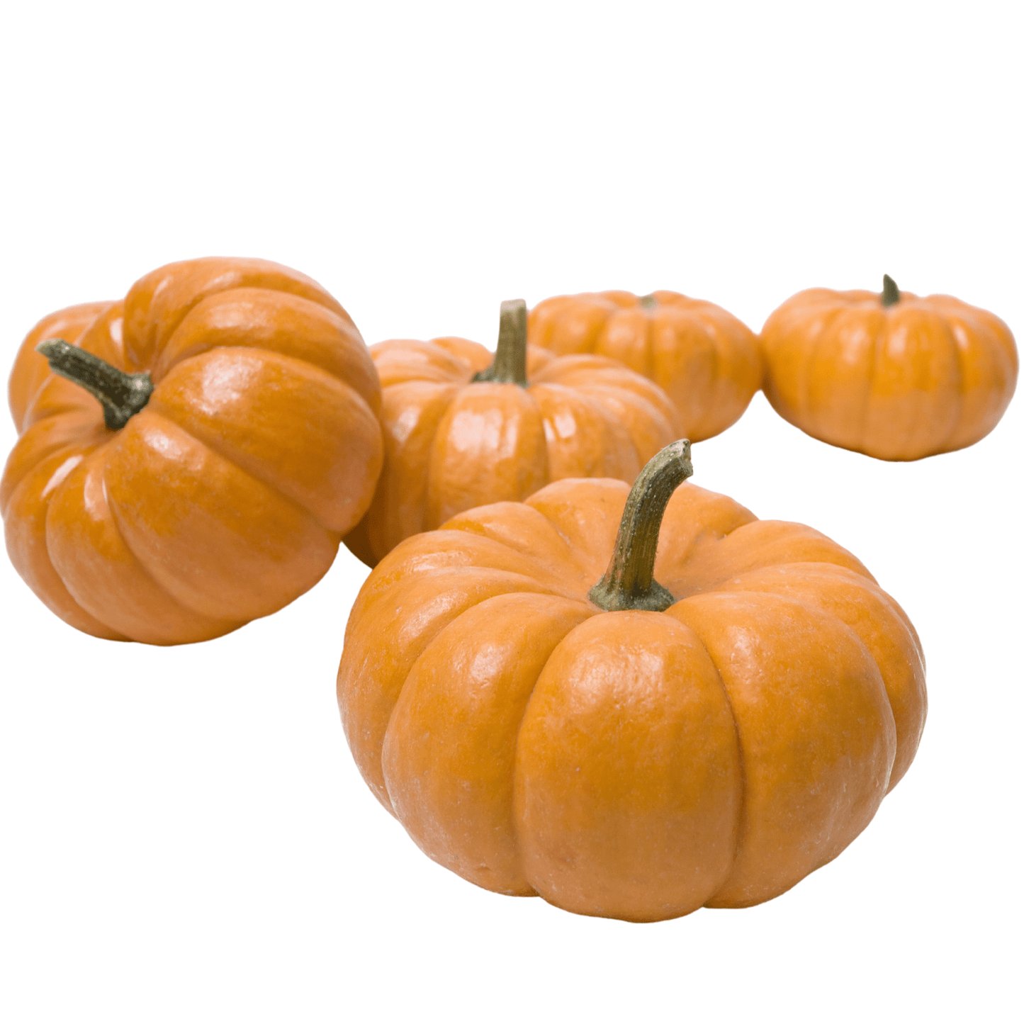 Jack Be Little Pumpkins - Hasty Roots