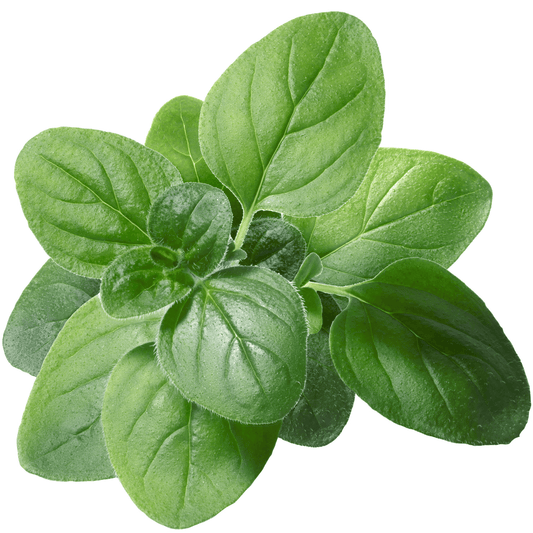 Italian Oregano Seeds