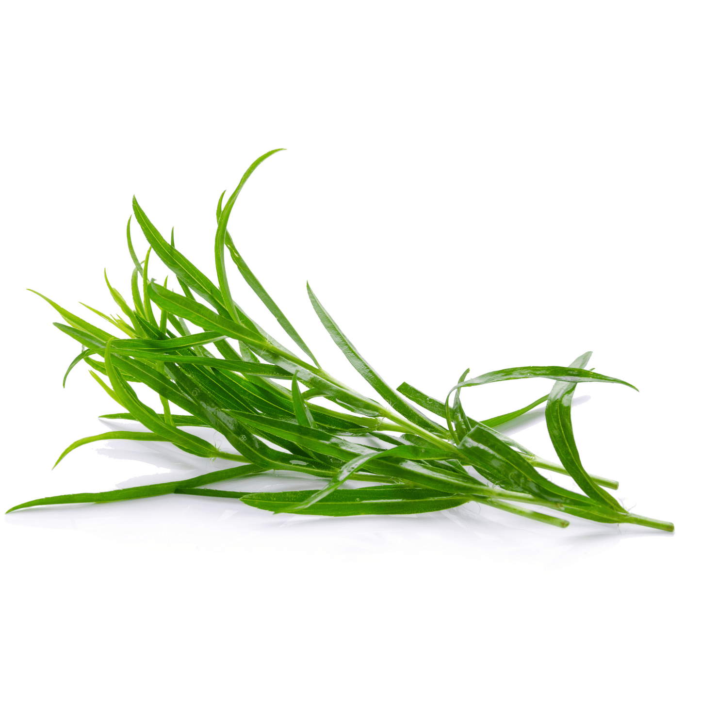 Tarragon - Hasty Roots