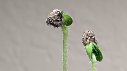 Seed Husk: What to Do When It Won't Fall Off