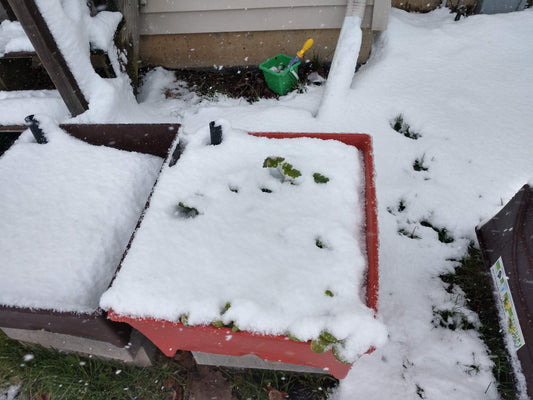 Container in garden with snow over crops