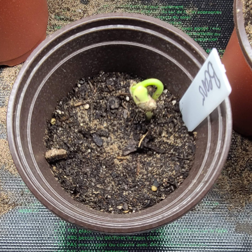 Green bean emerging from pot sitting on heating mat