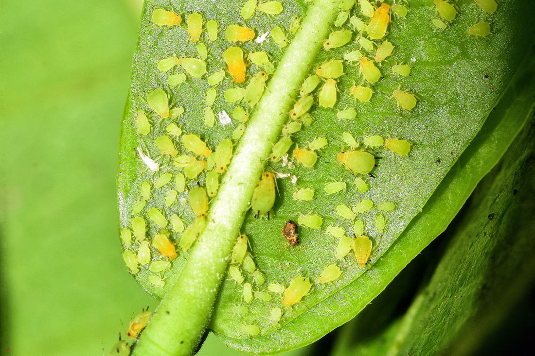 Close-up of green aphids clustered on a leaf, feeding on plant sap.