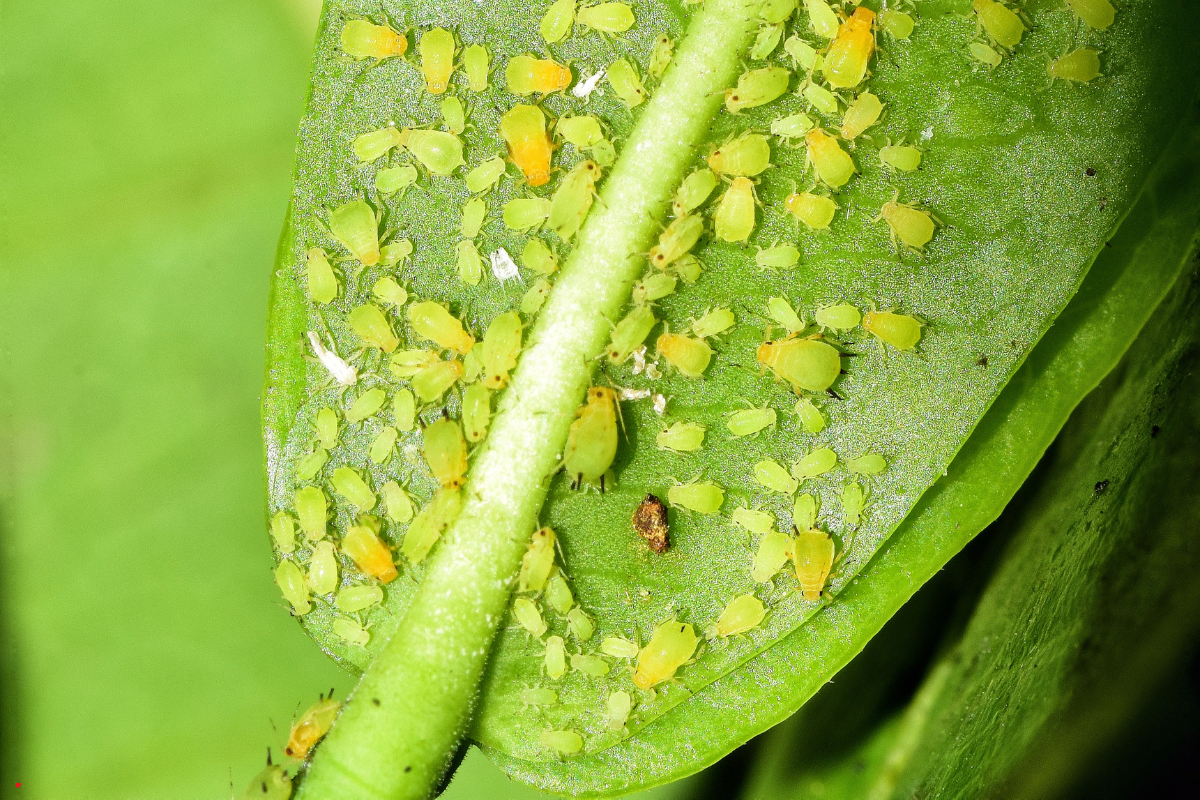 Close-up of green aphids clustered on a leaf, feeding on plant sap.