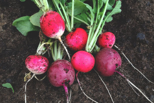 beets in the dirt