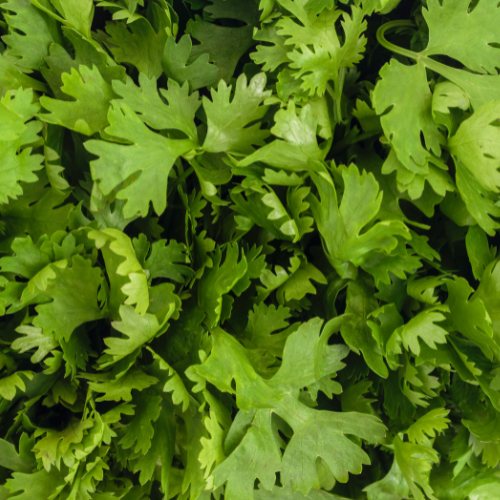Herb Seeds
