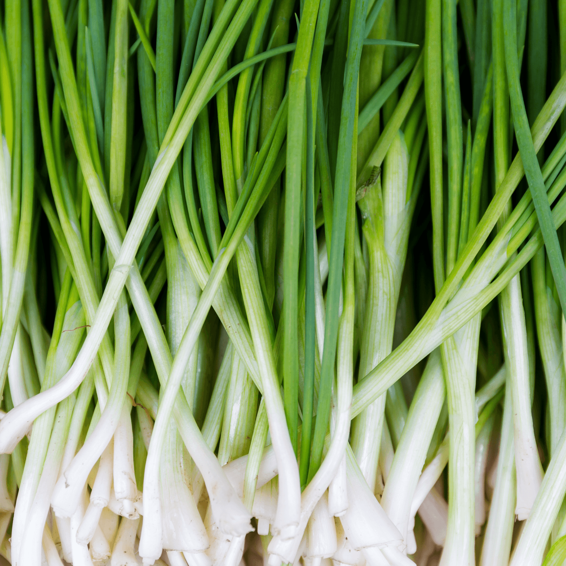 Onion Seeds