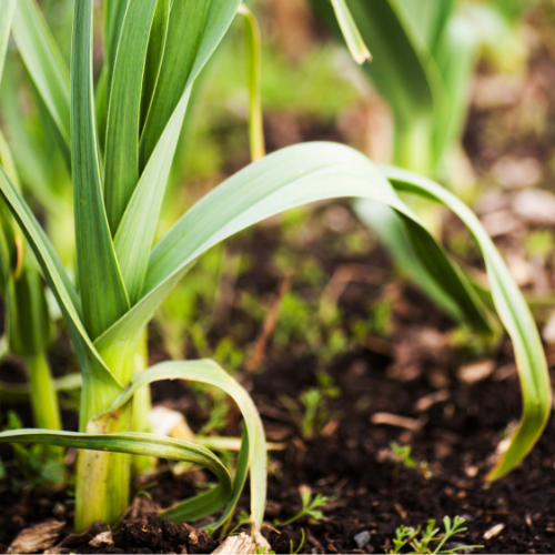 Leek Seeds