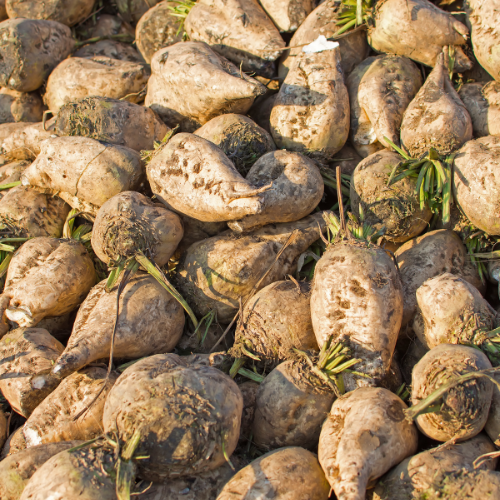 Sugar Beet Seeds