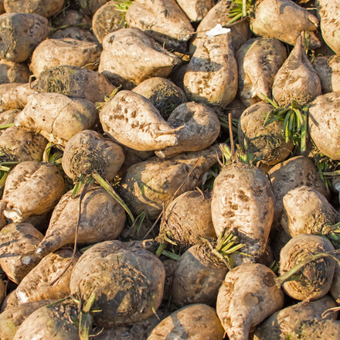 compare product Sugar Beet Seeds