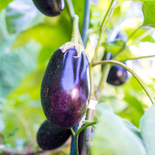 Eggplant Seeds