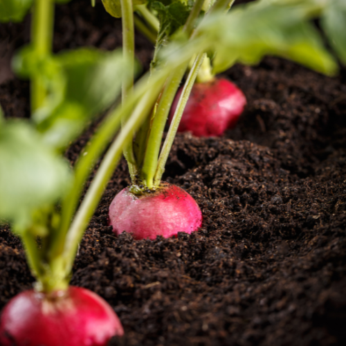 Radish Seeds