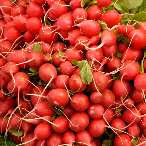 Radish Seeds