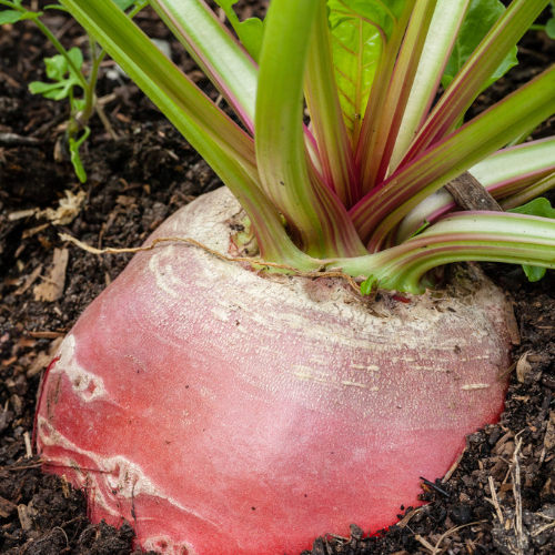 Beet Seeds