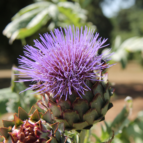 Semillas de cardo