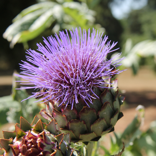 Cardoon Seeds