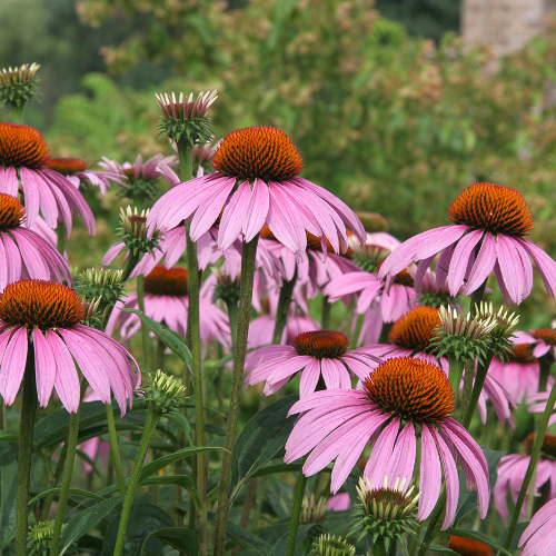 Purple Coneflower Seeds