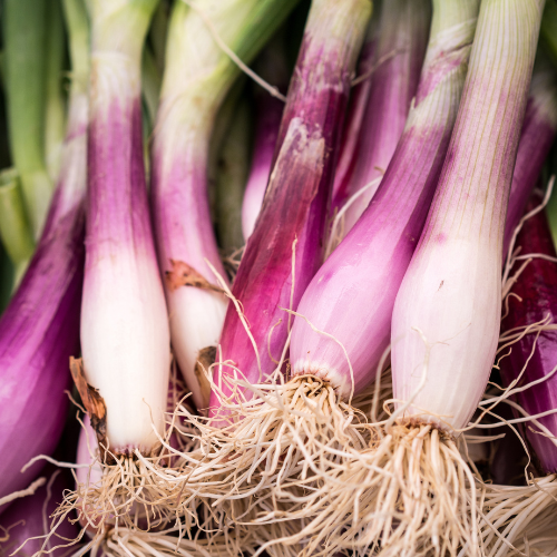 Red Onion Seeds