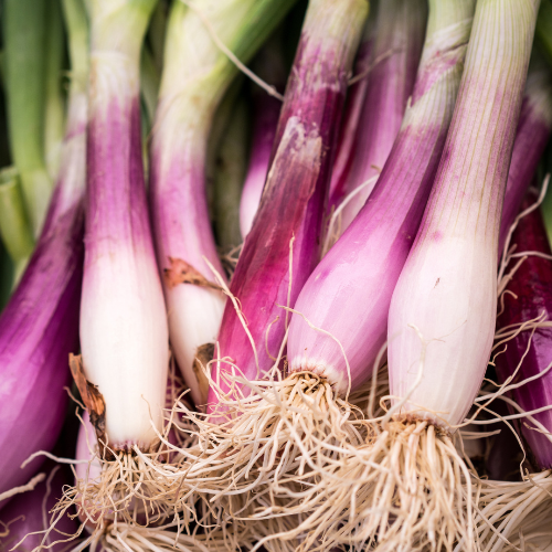 Red Torpedo Onion Seeds