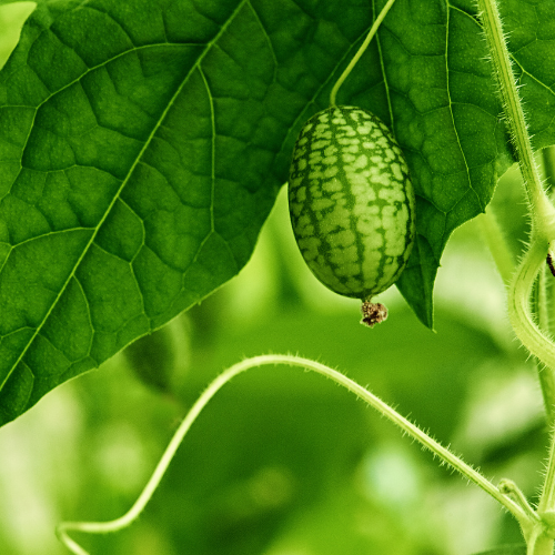 Cucamelon Seeds