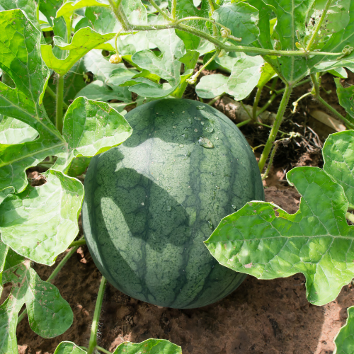 Watermelon Seeds