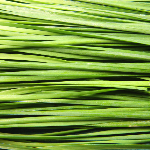 Chives Seeds