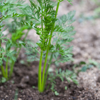 Danvers Carrot Seeds