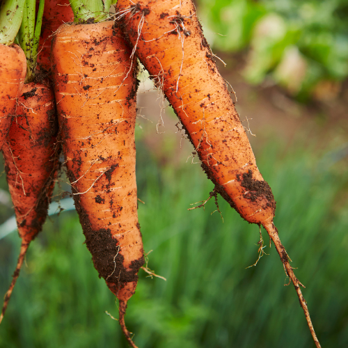 Royal Chantenay Carrot Seeds