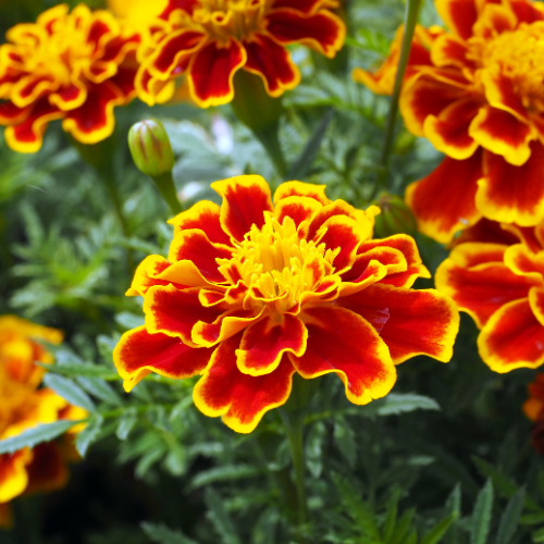 Marigold Seeds
