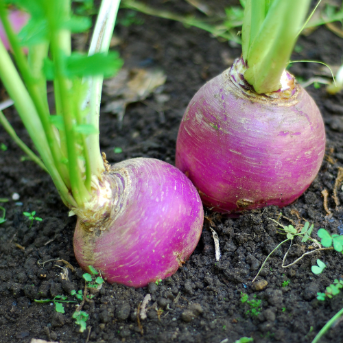 Turnip Seeds